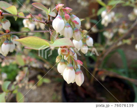 ブルーベリーの花 房 つぼみ 白い花 ブルーベリーの花 房 つぼみ 白い花 76076139