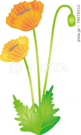 ポピーの花グラデーションのイラスト素材