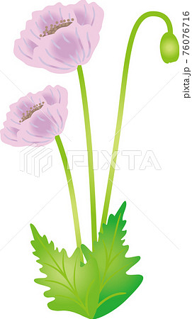 ポピーの花 水彩風のイラスト素材