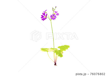 サクラソウ 76076802