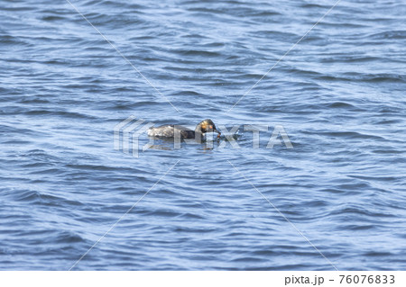 ハジロカイツブリ 76076833