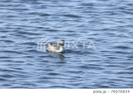 ハジロカイツブリ 76076834
