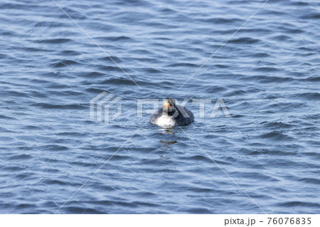 ハジロカイツブリ 76076835