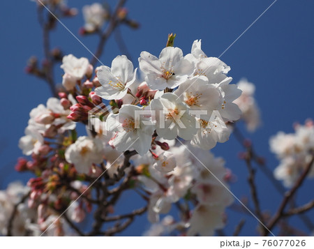 さくら 76077026