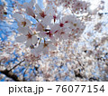 降ってくる桜 76077154