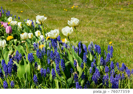White tulips and blue muscari flowers on flowerbed in city park 76077359