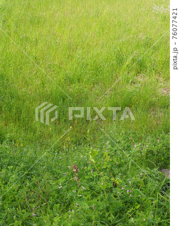 草原　野原　雑草　土地 76077421