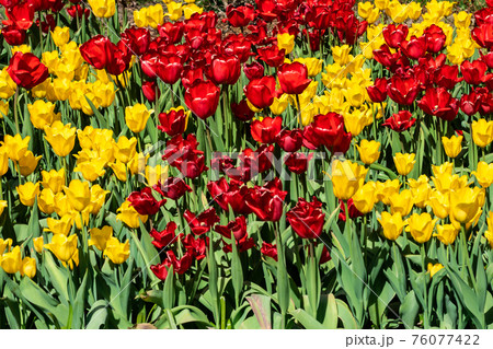 Field with beautiful yellow and red tulip flowers 76077422