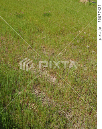 草原 野原 雑草 土地 草原 野原 雑草 土地 76077423