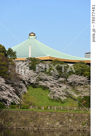 東京都千代田区 日本武道館 春桜満開 縦構図の写真素材 東京都千代田区 日本武道館 春桜満開 縦構図の写真素材