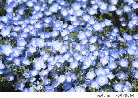 辺り一面を青く埋め尽くすネモフィラの花畑 辺り一面を青く埋め尽くすネモフィラの花畑 76078064