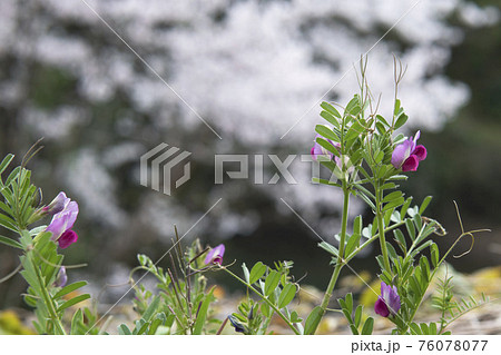 巻きひげを伸ばすカラスノエンドウ（ヤハズエンドウ／Vicia sativa subsp） 76078077