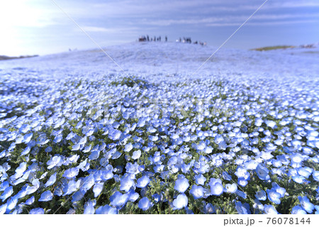 辺り一面を青く埋め尽くすネモフィラの花畑 76078144