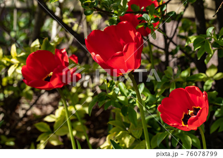 Bright red tulip blossom in spring garden 76078799