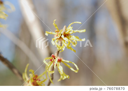 マンサク 76078870