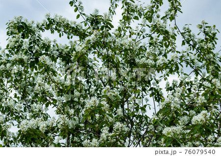 A blooming shadberry white flowers at sky background 76079540