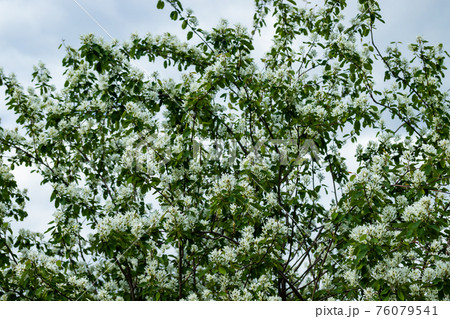 A blooming shadberry white flowers at sky background 76079541