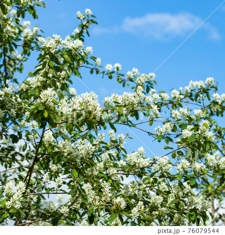 A blooming shadberry white flowers at sky background 76079544