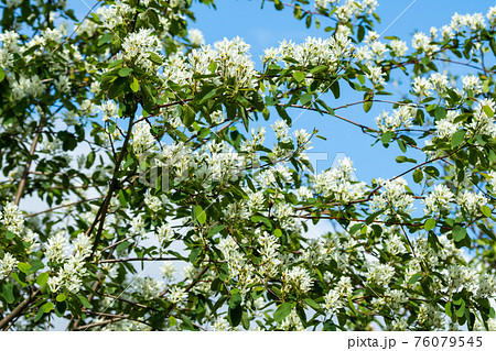 A blooming shadberry white flowers at sky background 76079545