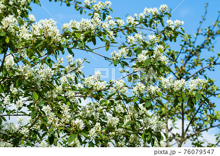 A blooming shadberry white flowers at sky background 76079547