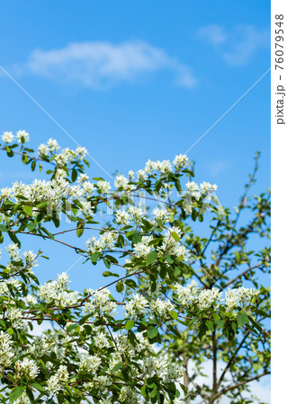 A blooming shadberry white flowers at sky background 76079548