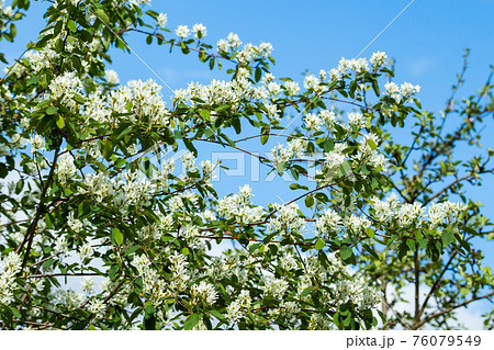 A blooming shadberry white flowers at sky background 76079549