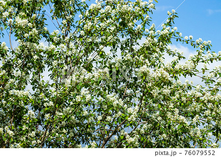 A blooming shadberry white flowers at sky background 76079552