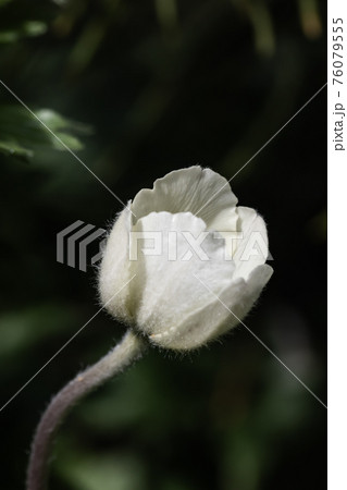 White anemone nikoensis in the spring garden 76079555