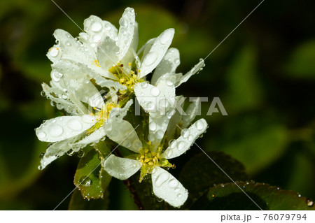A blooming shadberry white flowers with raindrops in home garden 76079794