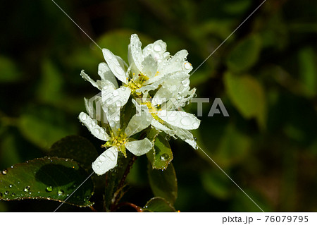A blooming shadberry white flowers with raindrops in home garden 76079795