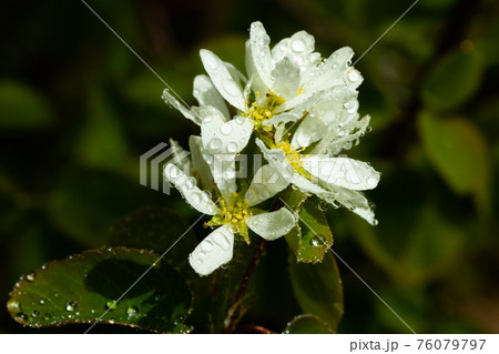 A blooming shadberry white flowers with raindrops in home garden 76079797