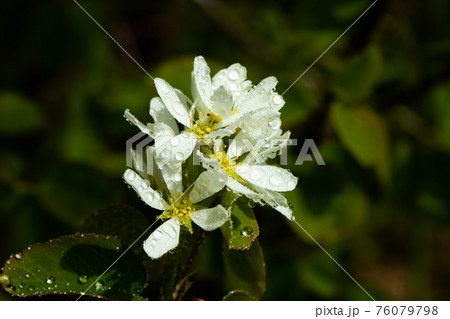 A blooming shadberry white flowers with raindrops in home garden 76079798