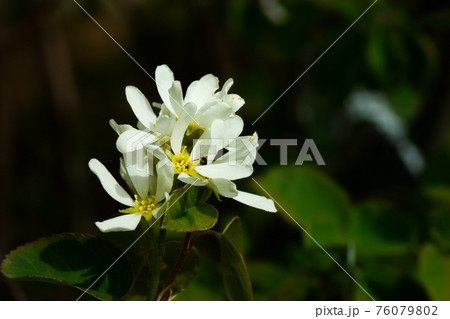 A blooming shadberry white flowers in home garden 76079802