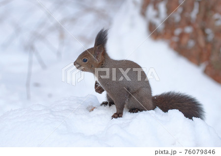 エゾリス　冬　雪 76079846