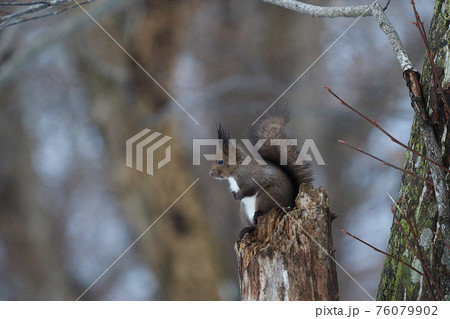 エゾリス 冬 暗い エゾリス 冬 暗い 76079902