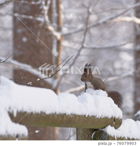 エゾリス 冬 雪 エゾリス 冬 雪 76079903