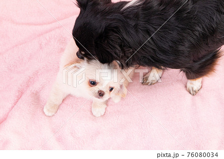 子犬をしつける先住犬のチワワ 子犬をしつける先住犬のチワワ 76080034