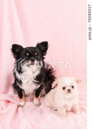 黒いチワワと白くてまだ子犬のチワワ 黒いチワワと白くてまだ子犬のチワワ 76080037