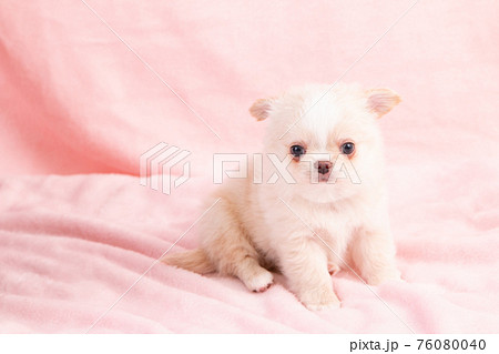 生後2ヶ月ほどのクリーム色のおすわりするチワワの写真素材
