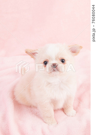 生後2ヶ月ほどのクリーム色のおすわりするチワワ 生後2ヶ月ほどのクリーム色のおすわりするチワワ 76080044
