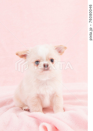 生後2ヶ月ほどのクリーム色のおすわりするチワワの写真素材