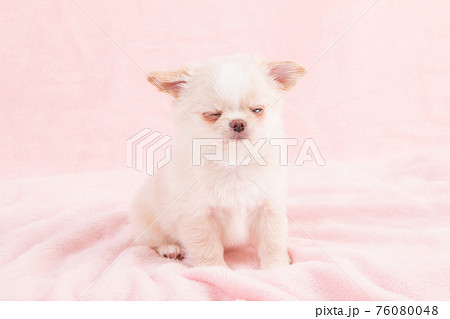 生後2ヶ月ほどのクリーム色のおすわりして目を閉じるチワワ 生後2ヶ月ほどのクリーム色のおすわりして目を閉じるチワワ 76080048