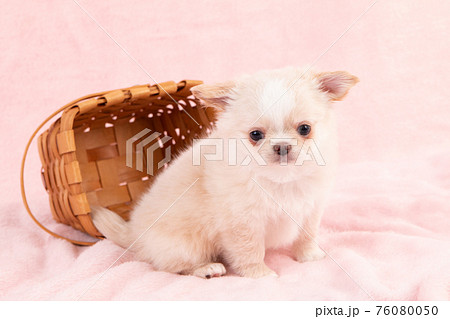 カゴから出てきた生後2ヶ月ほどのクリーム色のチワワの写真素材