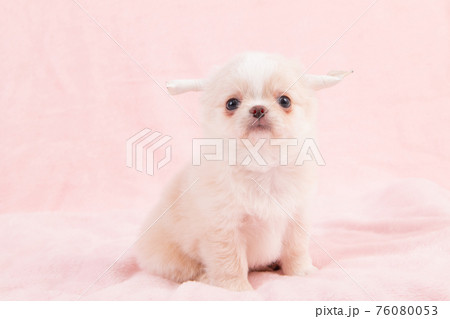 生後2ヶ月のまだ耳が矯正中のロングコートチワワ 生後2ヶ月のまだ耳が矯正中のロングコートチワワ 76080053