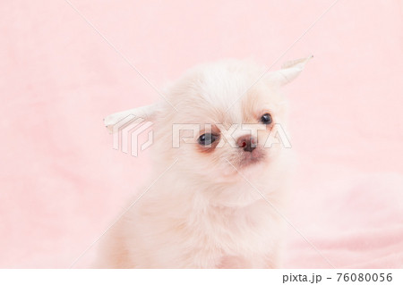 生後2ヶ月のまだ耳が矯正中のロングコートチワワ 生後2ヶ月のまだ耳が矯正中のロングコートチワワ 76080056