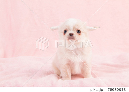 生後2ヶ月のまだ耳が矯正中のロングコートチワワの写真素材