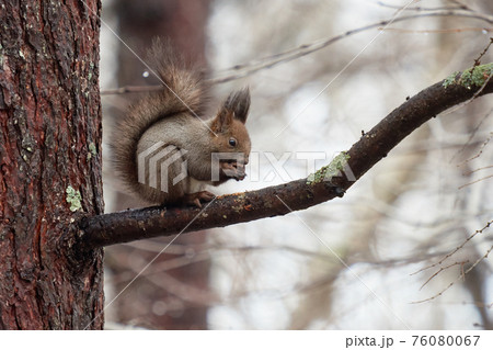 エゾリス　木の上 76080067