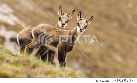 Two young tatra chamois kids looking to the camera on a meadow in spring 76080247