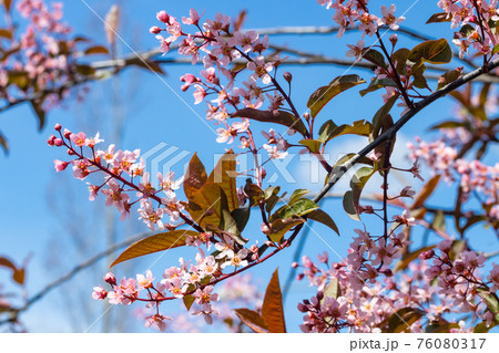 Flowers of bird cherry in park at spring. Flowers of bird cherry in park at spring. 76080317