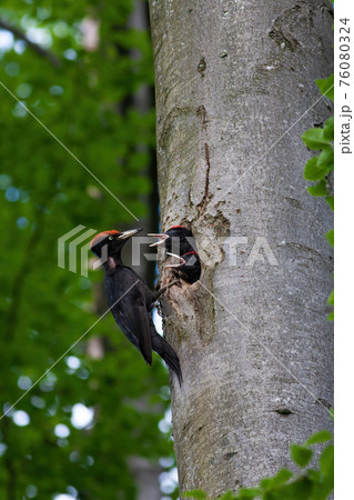 Black woodpecker mother feeding chicks in a cavity of beech tree in summer Black woodpecker mother feeding chicks in a cavity of beech tree in summer 76080324